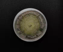 Strain 053